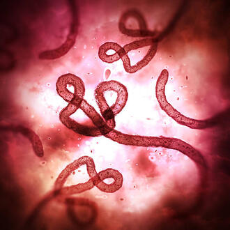 Ebola virus